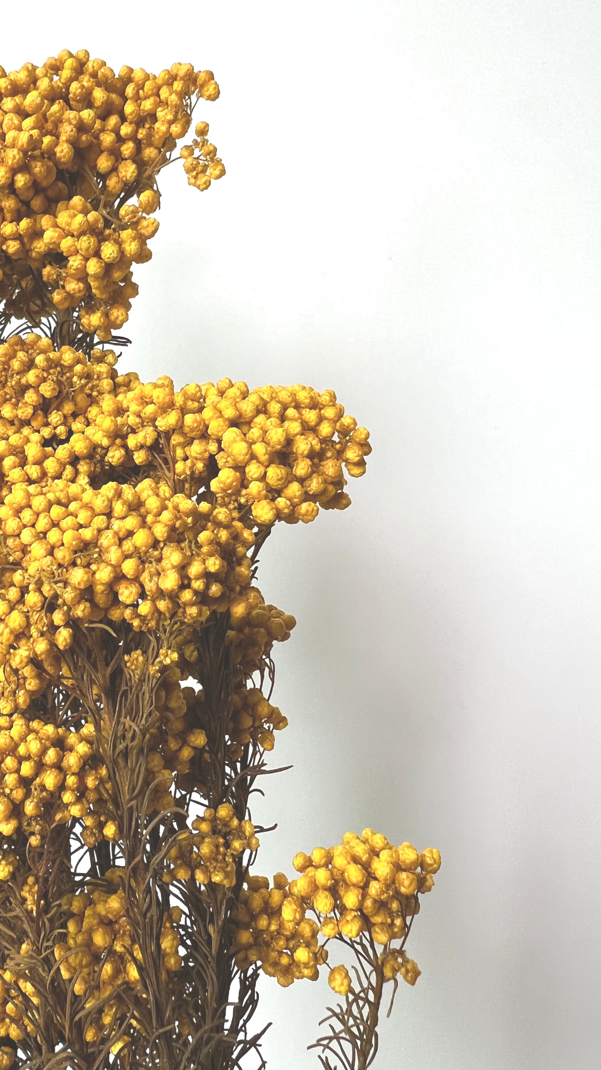 Dried, little yellow flowers with brown stems against a white background